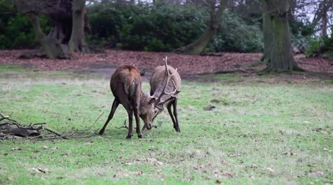 Red deer Stock Footage 45426351