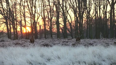 Red deer Stock Footage 45426406