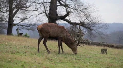 Red deer Stock Footage 45426413