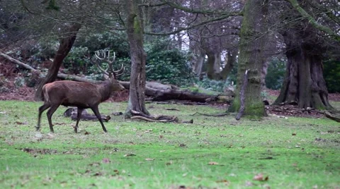 Red deer Video stock 45426422