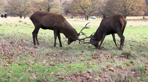 Red deer Stock Footage 45426433