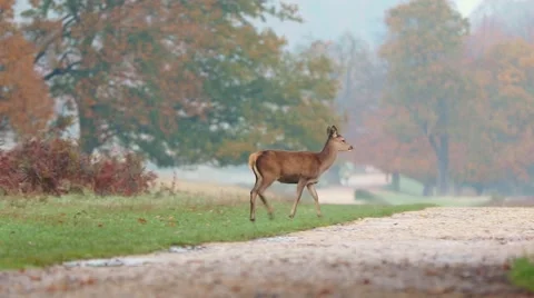 Red deer Stock Footage 45427755