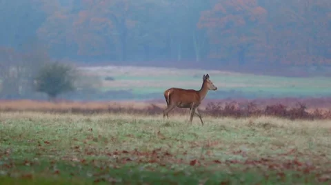 Red deer Stock Footage 45427786