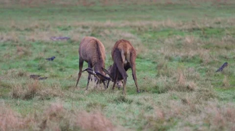 Red deer Stock Footage 45427792