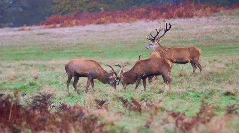 Red deer Stock Footage 45427798