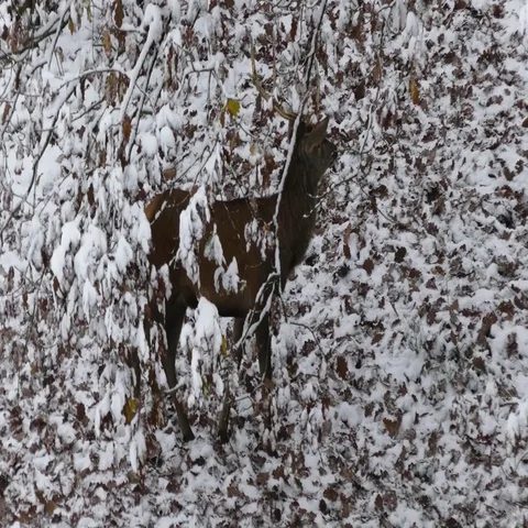 Red deer Video stock 69425583