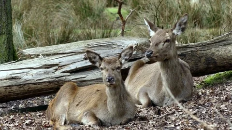 Red deer Stock Footage 74121531