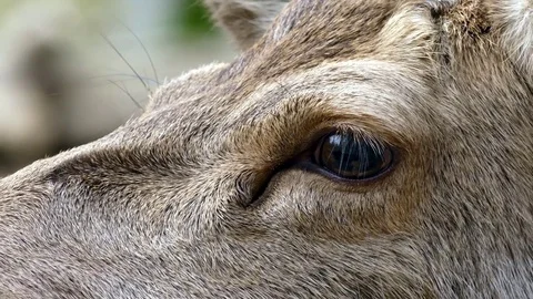 Red deer Video stock 74121638