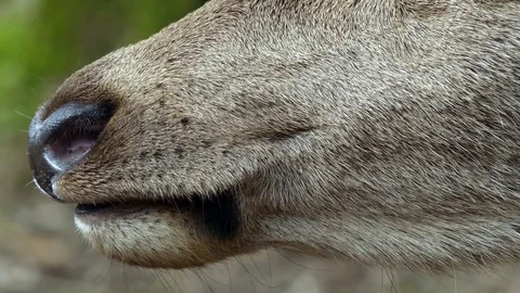 Red deer Video stock 74121643