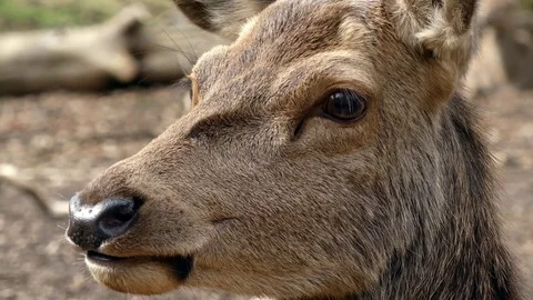 Red deer Stock Footage 74121714