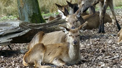 Red deer Stock Footage 74121736