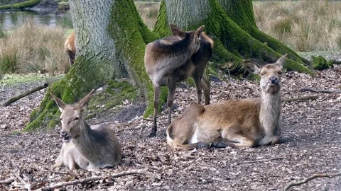 Red deer Stock Footage 74121846