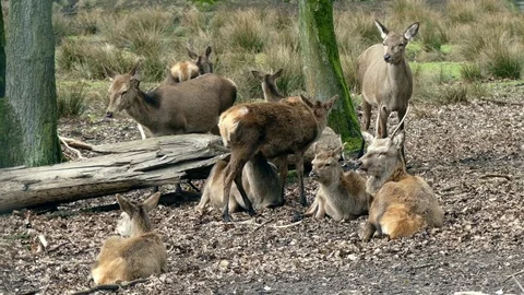 Red deer Stock Footage 74122042