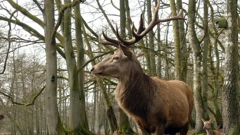 Red deer Stock Footage 74122154