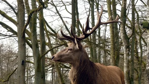 Red deer Stock Footage 74122348