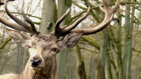 Red deer Stock Footage 74122401