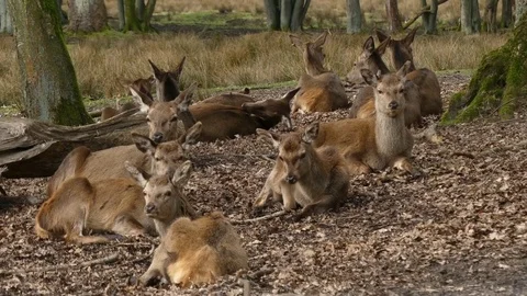 Red deer Stock Footage 74122574