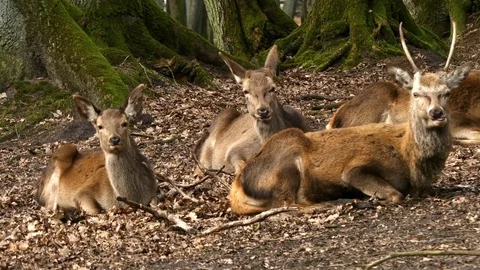 Red deer Stock Footage 74122664