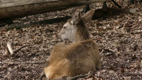 Red deer Stock Footage 74122790