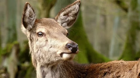 Red deer Stock Footage 74122904