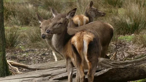 Red deer Stock Footage 74122982