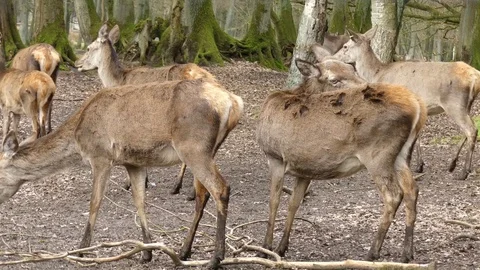 Red deer Stock Footage 74123327