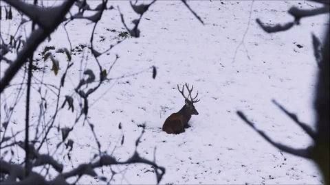 Red deer Stock Footage 74126360