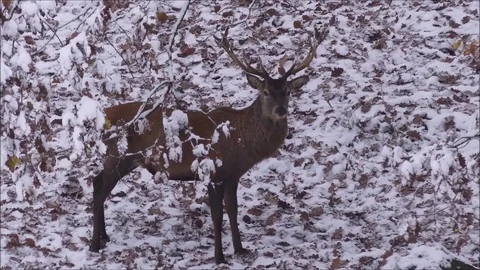 Red deer Video stock 74126377