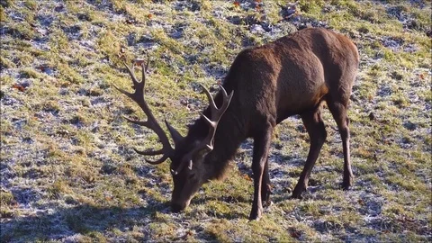Red deer Stock Footage 74126731