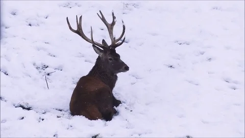 Red deer Stock Footage 74127636