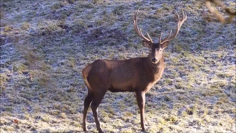 Red deer Stock Footage 74128539