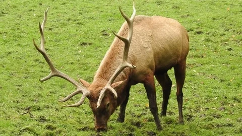 Red deer Stock Footage 74420387