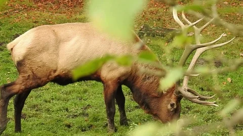 Red deer Stock Footage 74420487