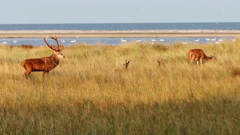 Red Deer Stock Footage 140854161