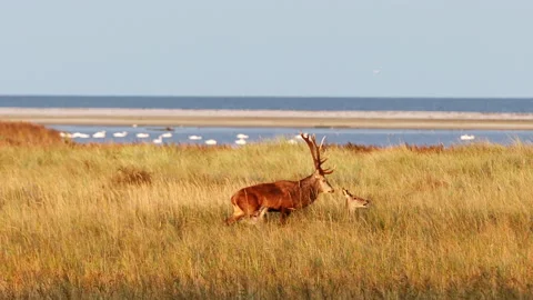 Red Deer Video stock 141795627