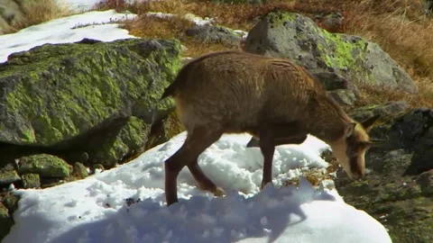 Red deer Video stock 289726691