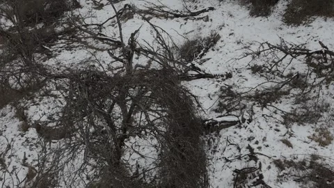 Red deer Stock Footage 301900949