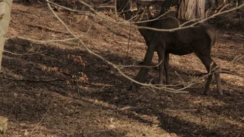Red deer in forest, female Video stock 77203047