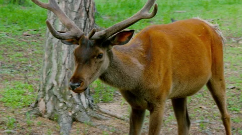 Red deer in the forest. Stock Footage 64890069