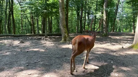 Red deer in the forest. Stock-Footage 252083008