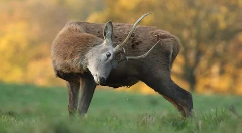 Red deer on a forest marge Stock Photos