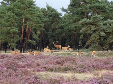 Red deer in the forest Stock Photos
