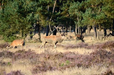 Red deer in the forest Foto stock