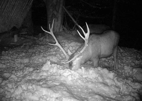 Red deer in the forest Stock Photos