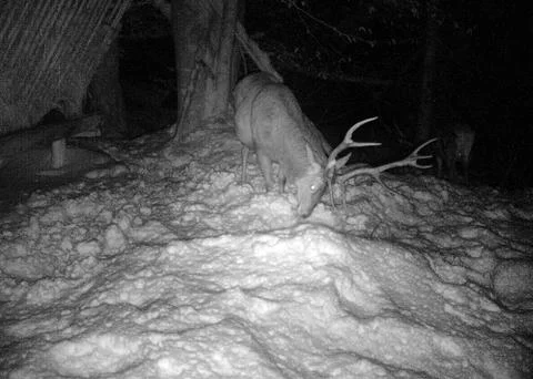 Red deer in the forest Stock Photos