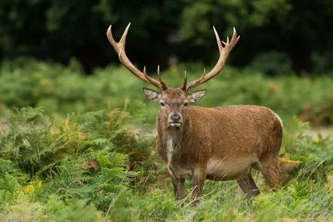 Red deer in the forest Stock Photos
