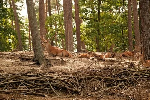 Red deer in the forest Stock Photos