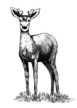 Red deer fully hand drawn animal drawing. Traditional engraving Stock Illustration