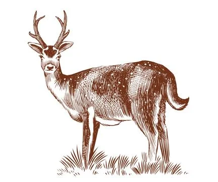 Red deer fully hand drawn animal drawing. Traditional engraving Stock Illustration