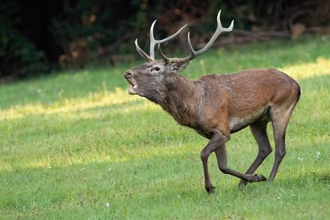 Red deer galloping fast and roaring in rutting season Stock Photos